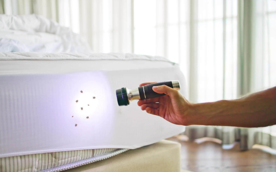 How to Inspect Your Hotel Room for Bedbugs