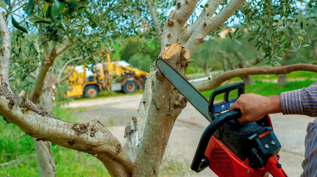 How Tree Service Professionals Diagnose Hidden Root Issues