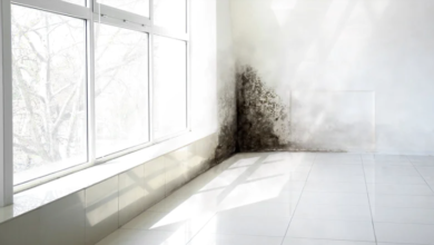 Understanding the Different Types of Mold Found in Homes
