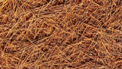 The Best Time of Year to Install Pine Straw for Maximum Benefits