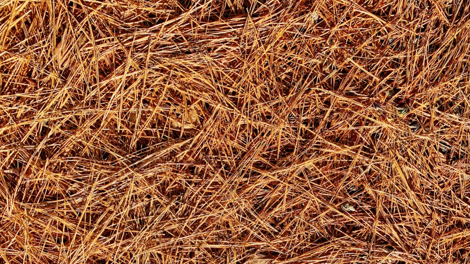 The Best Time of Year to Install Pine Straw for Maximum Benefits