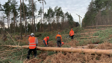 How Tree Surgery Prevents Property Damage in Extreme Weather
