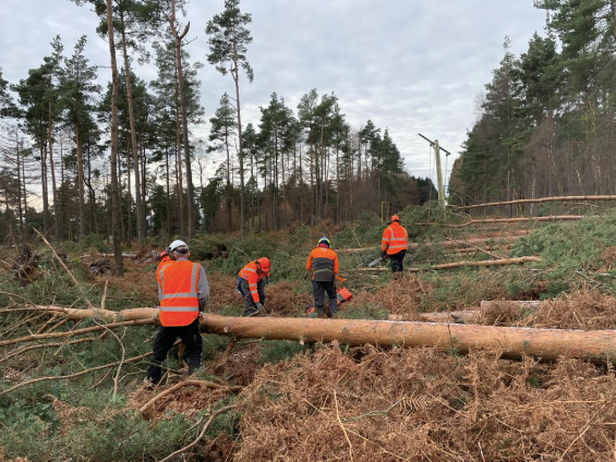 How Tree Surgery Prevents Property Damage in Extreme Weather