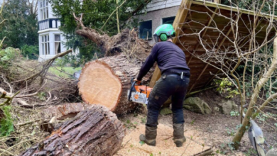 Why Tree Surgery Is Essential After UK Storms