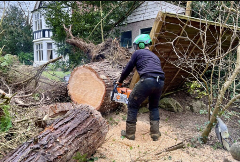 Why Tree Surgery Is Essential After UK Storms